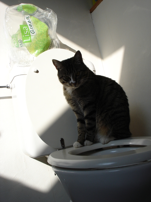 gal/2006-10 Box - WC - Robinet/DSC07146.JPG